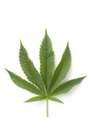 Single marijuana leaf PKPMLGC